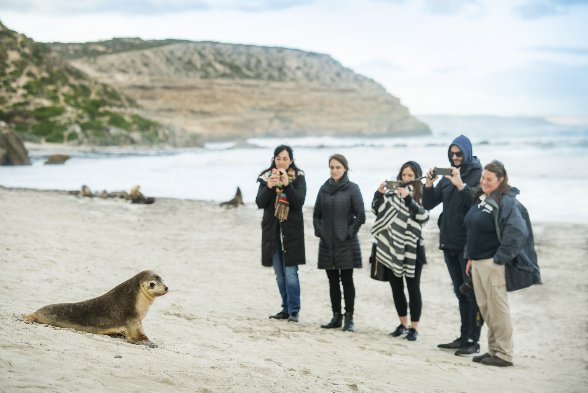 CLIENT SHOWCASE: Kangaroo Island Day Tours