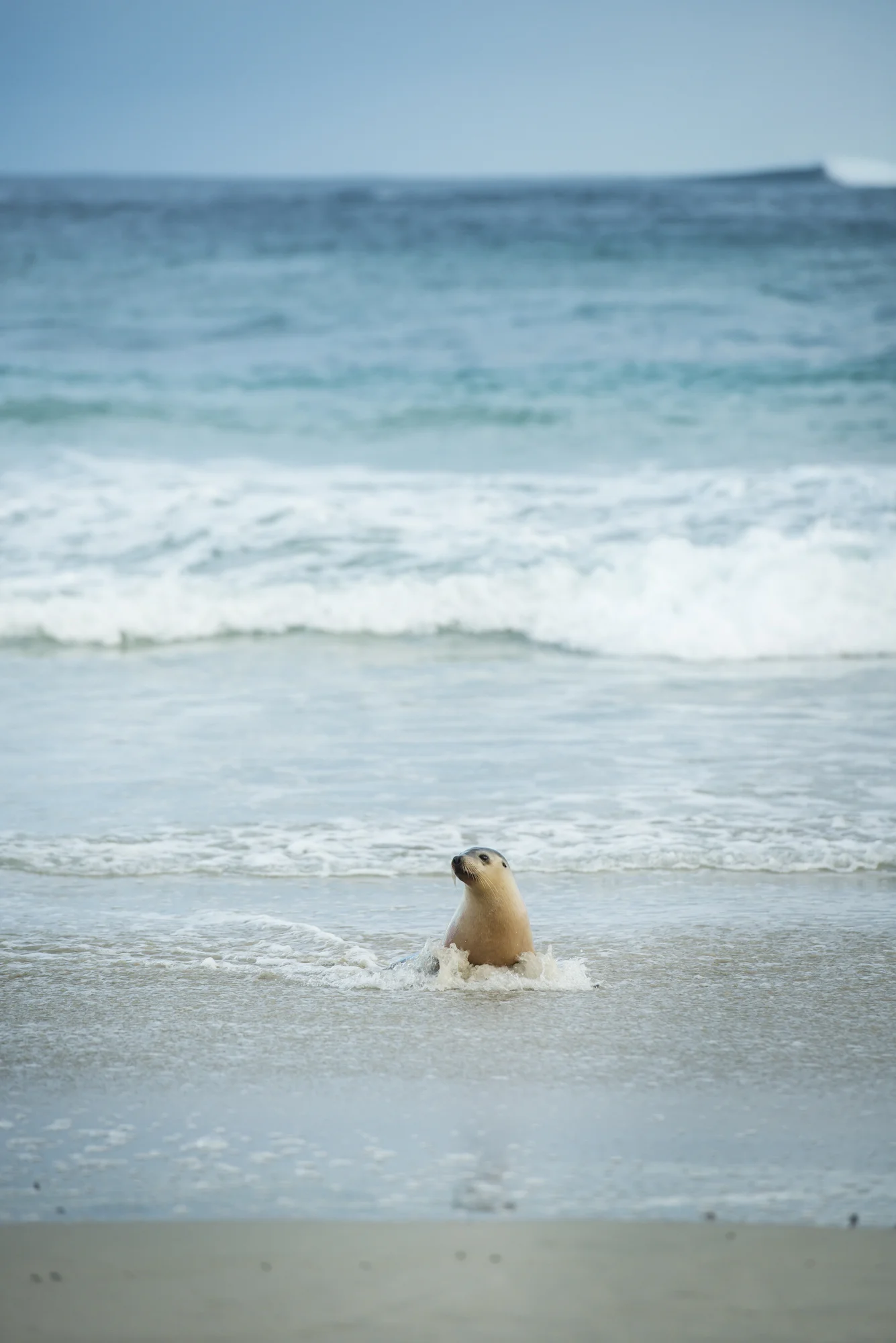 Where's mum? The young seals let out mournful cries while searching for mum and the food she brings back for them. 