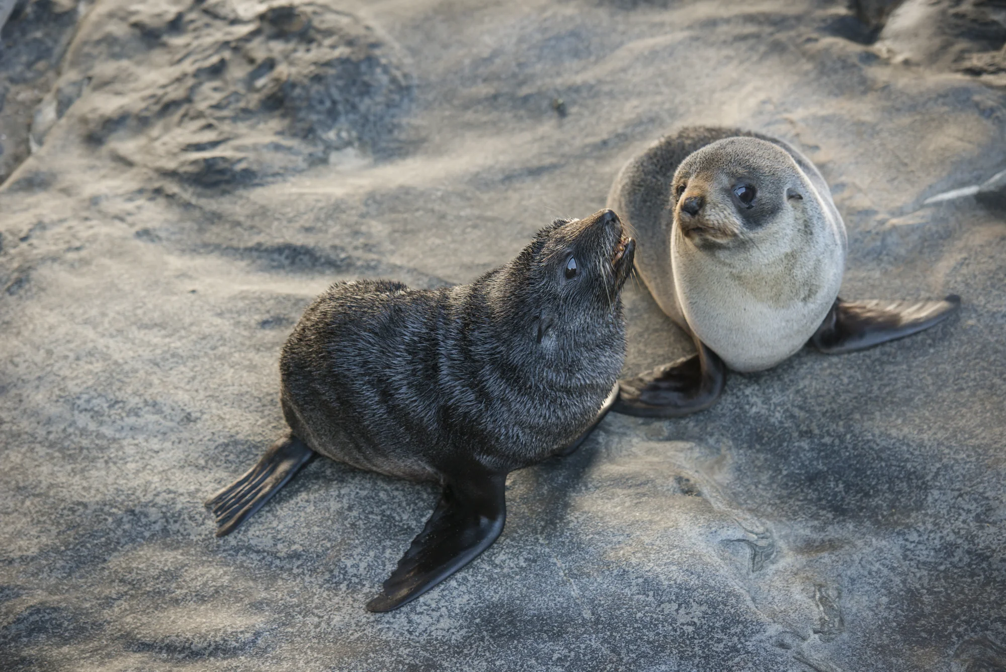 Pups at Admirals Arch... playful and inquisitive. 
