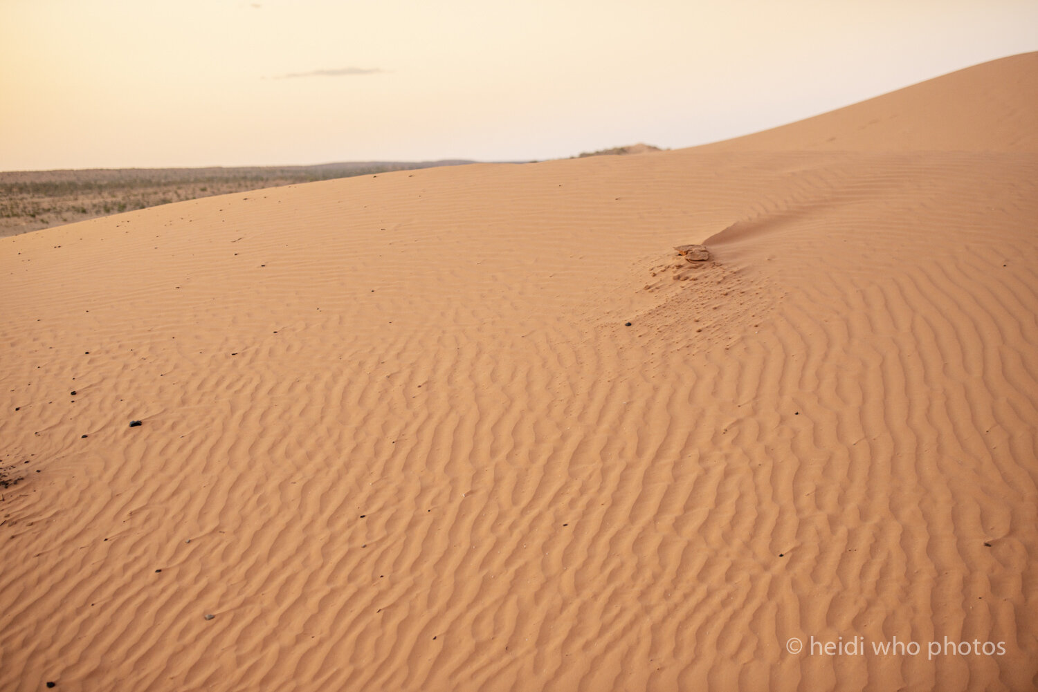 Birdsville1019-1071.jpg