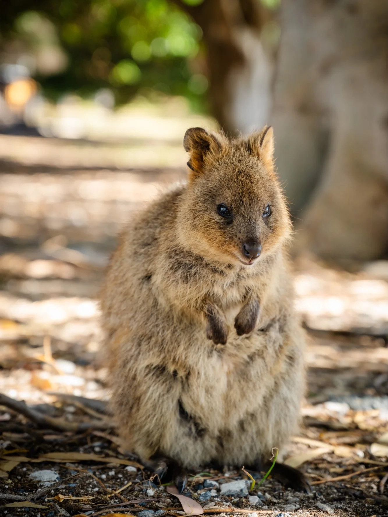 Rottnest Island memories. This island is unique and very beautiful. Riding around it by bike is the best way of exploring. I described it as a mini Kangaroo Island. 

@ca_pilates @wescomjr @psandles
