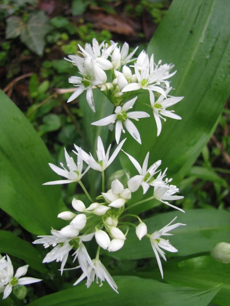 Wild garlic.jpg