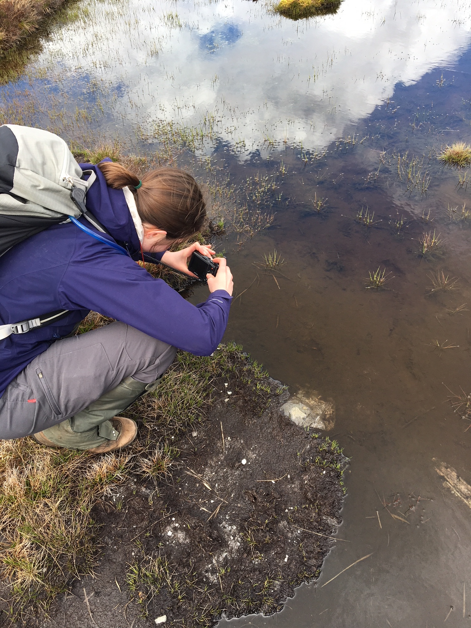 Deidre The Illusion Tadpoles.JPG