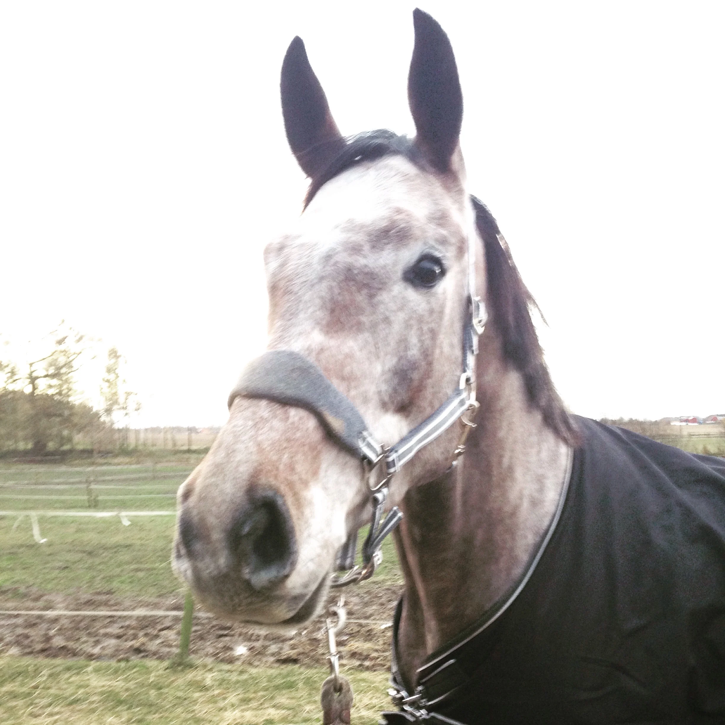 Min nya fina kille Bonbon