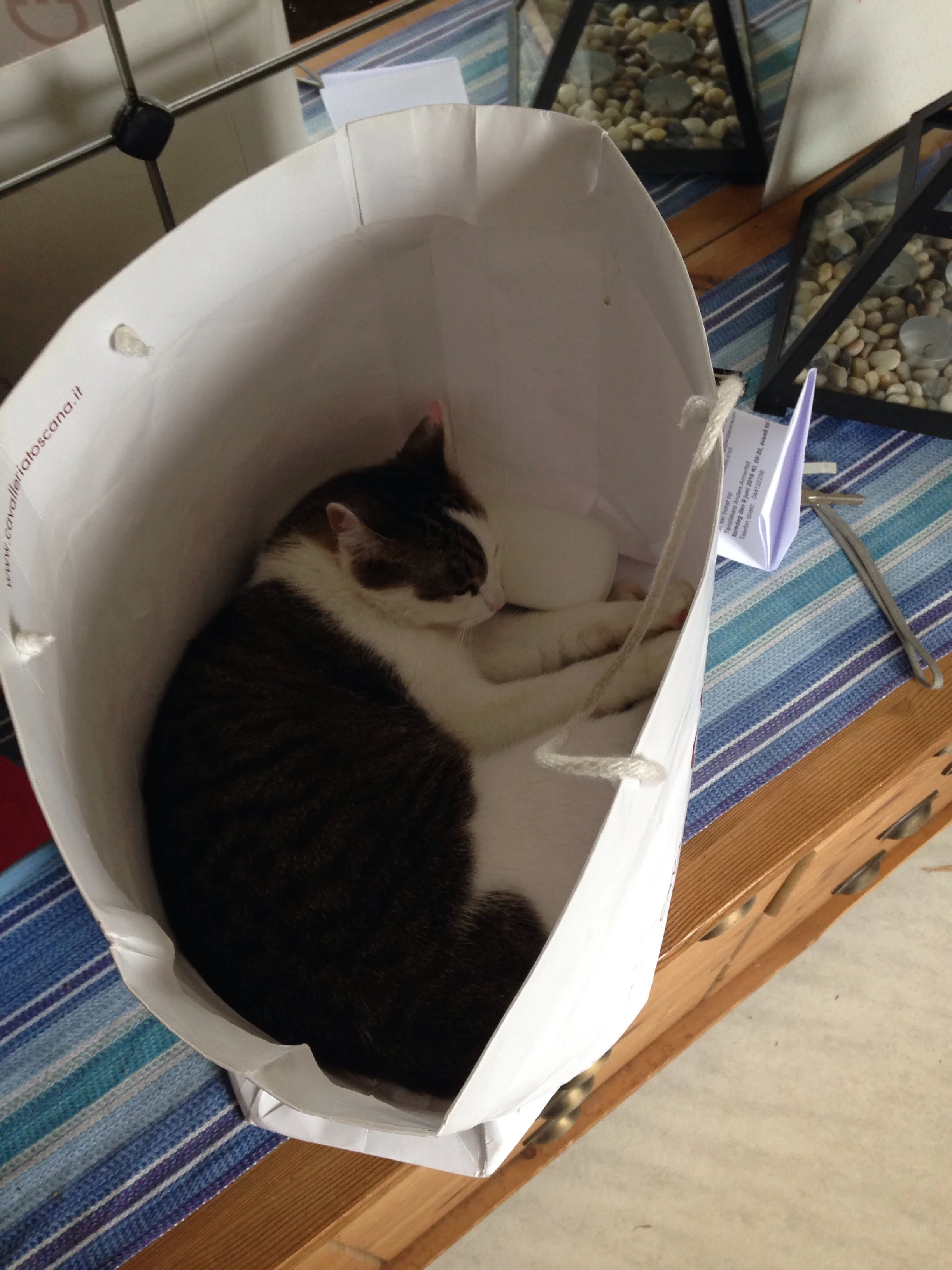 Anja var en stallkatt men nu har hon flyttat in o gillar bäst att ligga i påsar