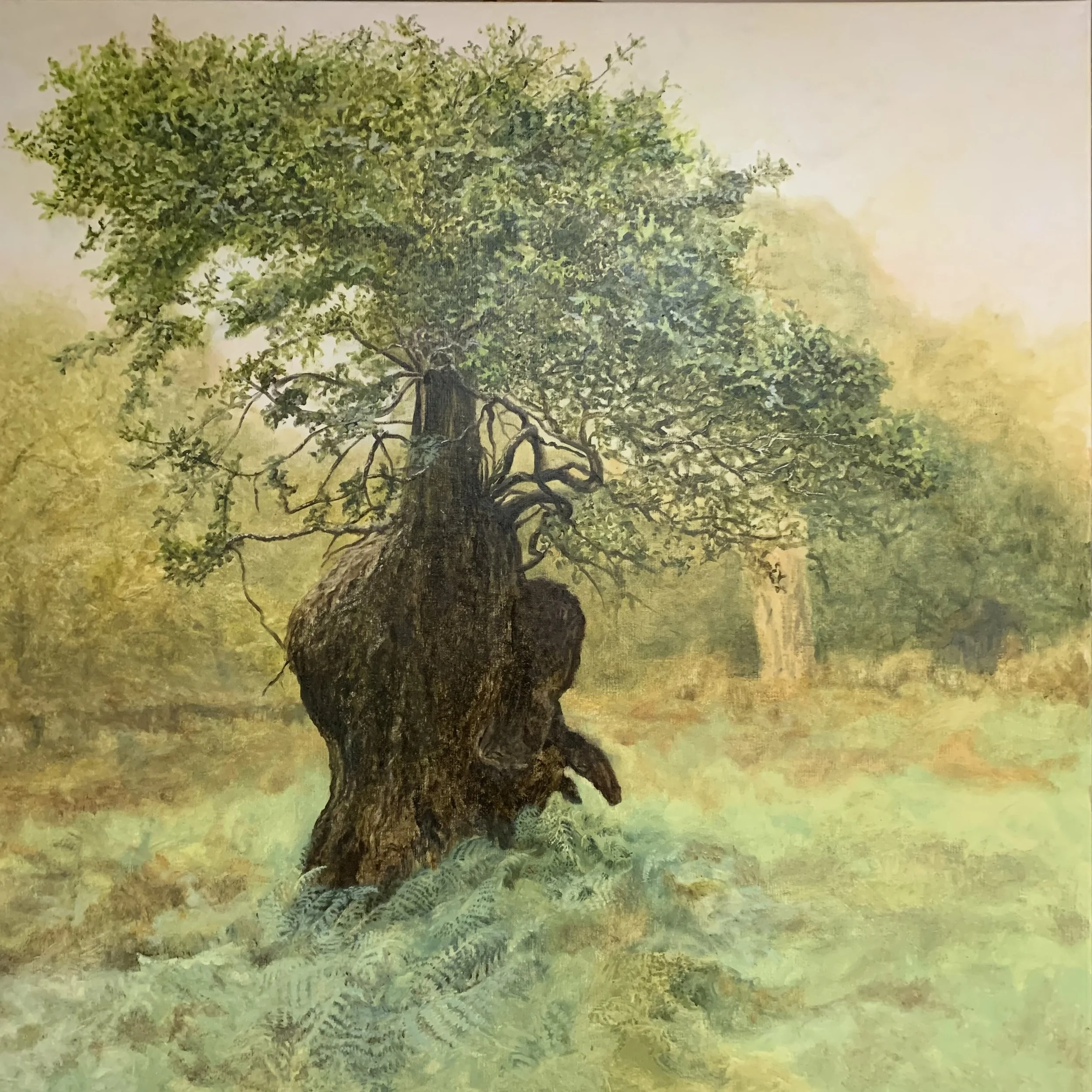 ©Staverton Park ll  oil on canvas. 100 x 100 cm