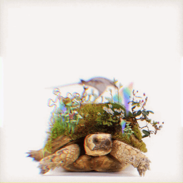 TurtleV1-ezgif.com-resize.gif