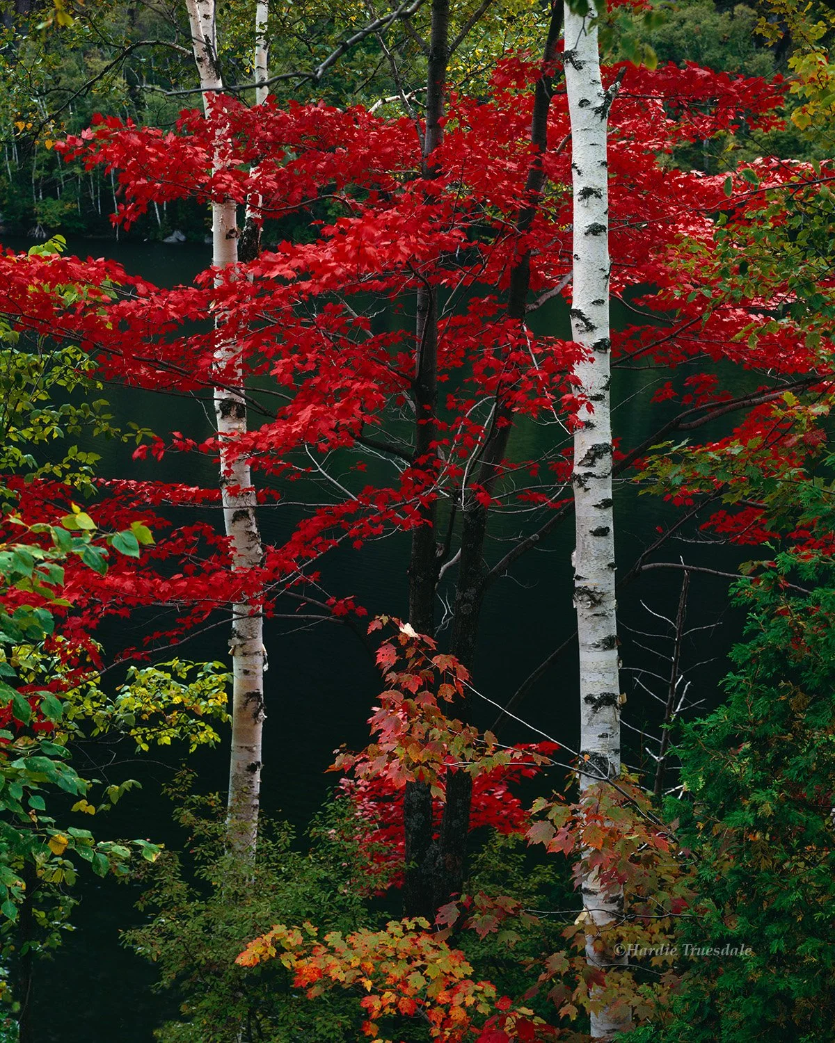 Adk 020 sq web.jpg