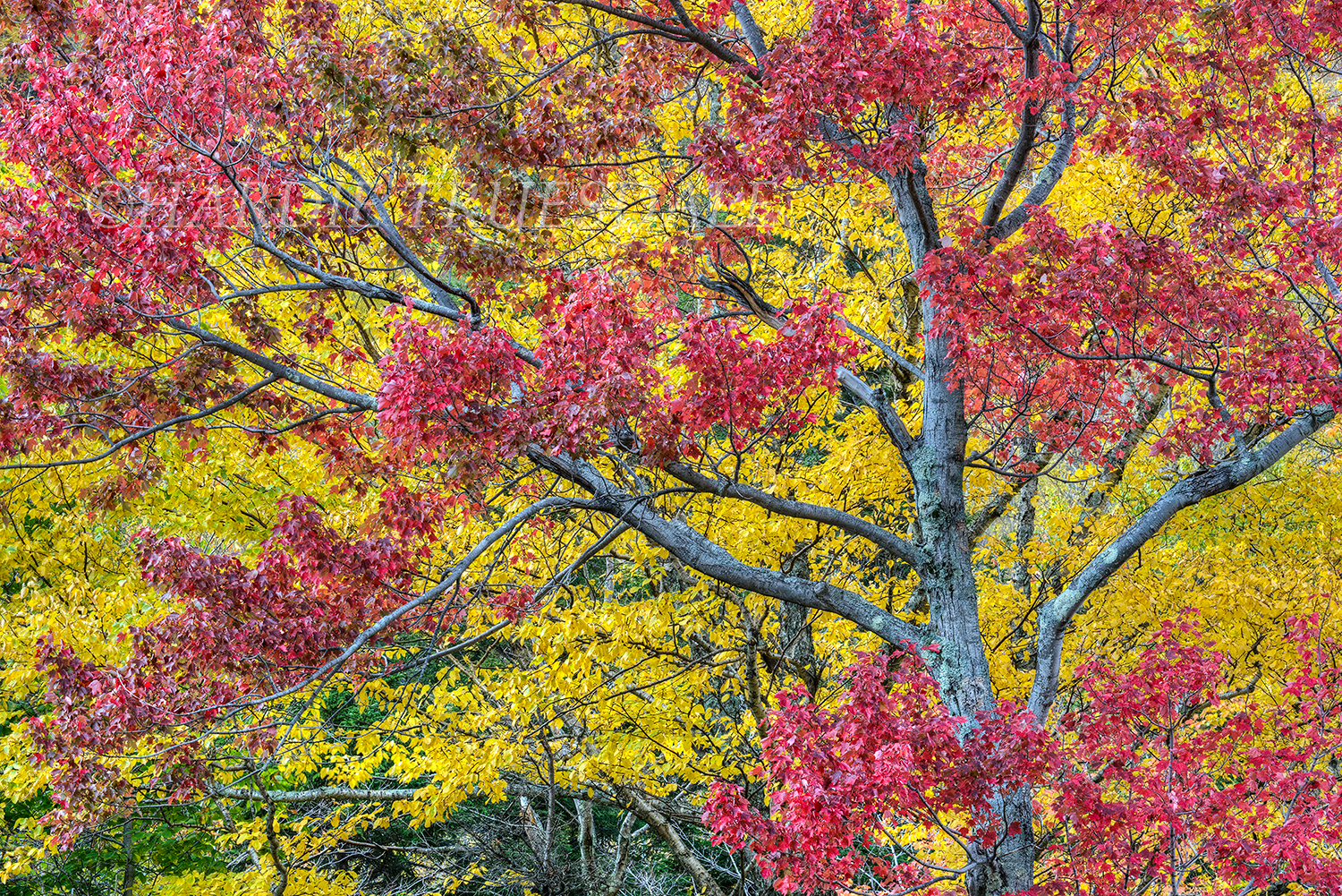  NH#91 "Red Maple, Yellow Fall" 
