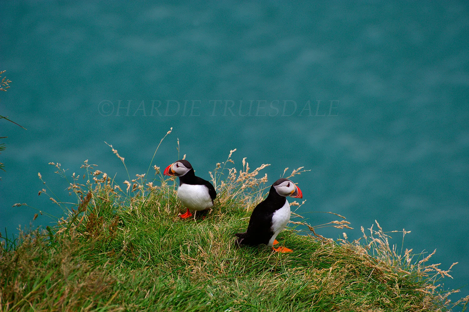Ice#39 "Atlantic Puffins" ( Fratercula arctica)