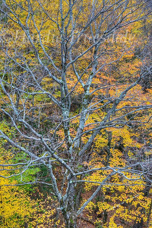 NH#94 Bare Tree, Fall Maples