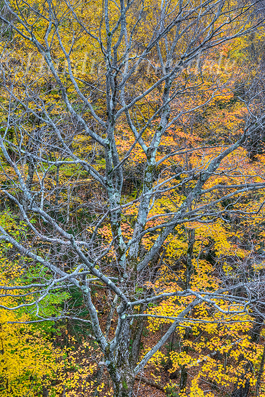 NH#94 Bare Tree, Fall Maples