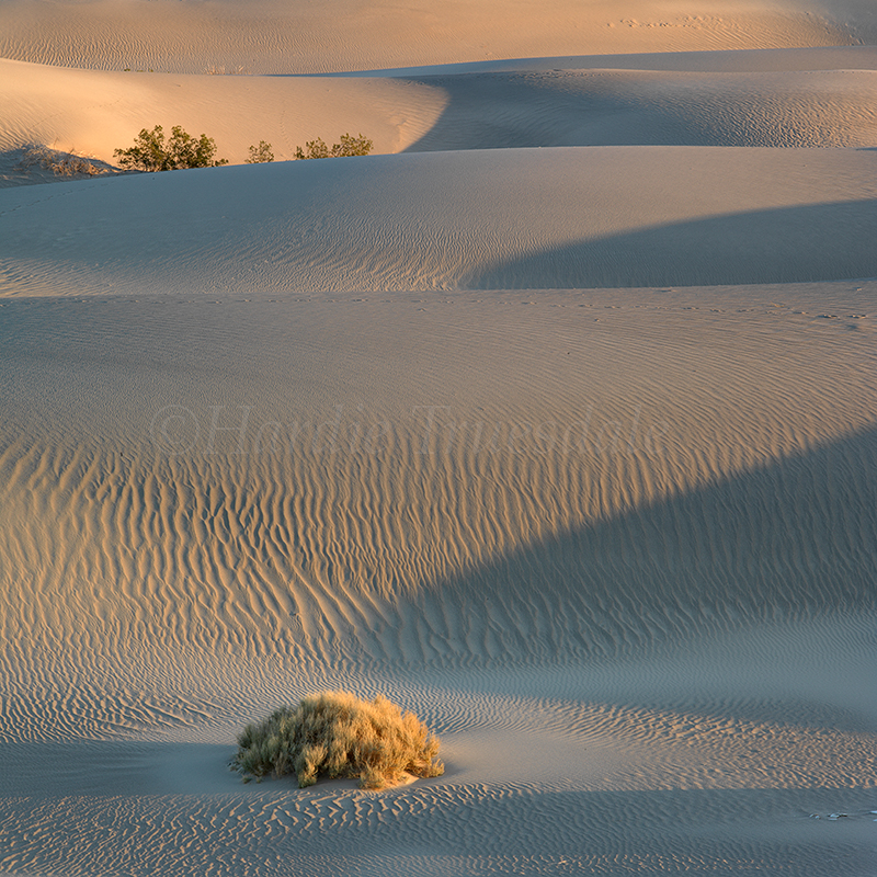  CA#97 "Lee Flat Dunes, Death Valley" 