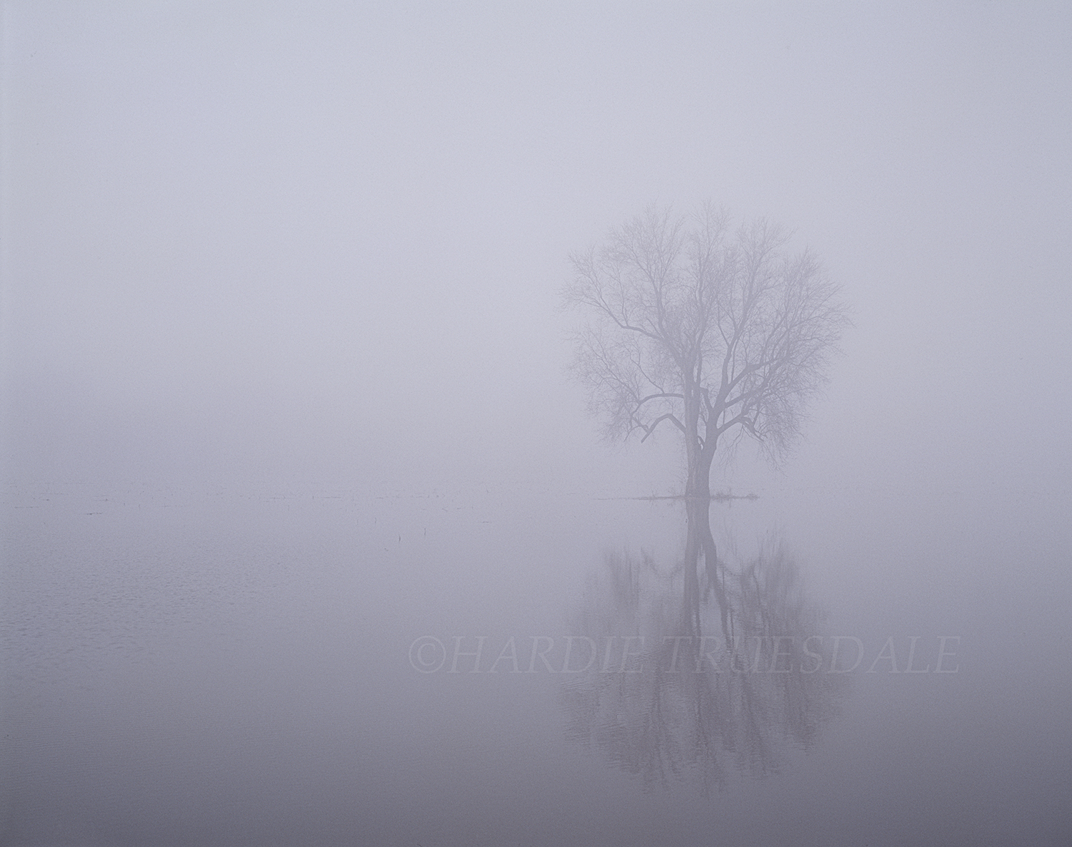  Gks#266 'Bare Tree in the Mist" 