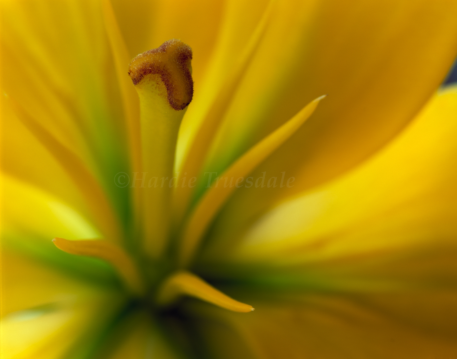  Fwr#1 &nbsp;"Yellow Lily Detail" 