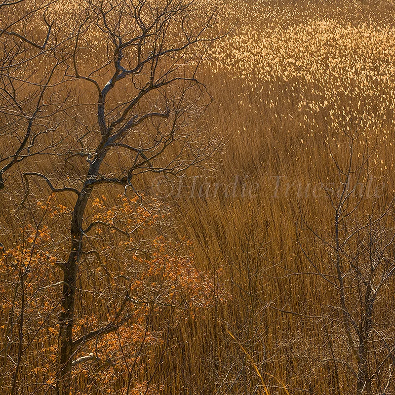 Hr#265 "Bare Trees and Phragmites, Iona Marsh"