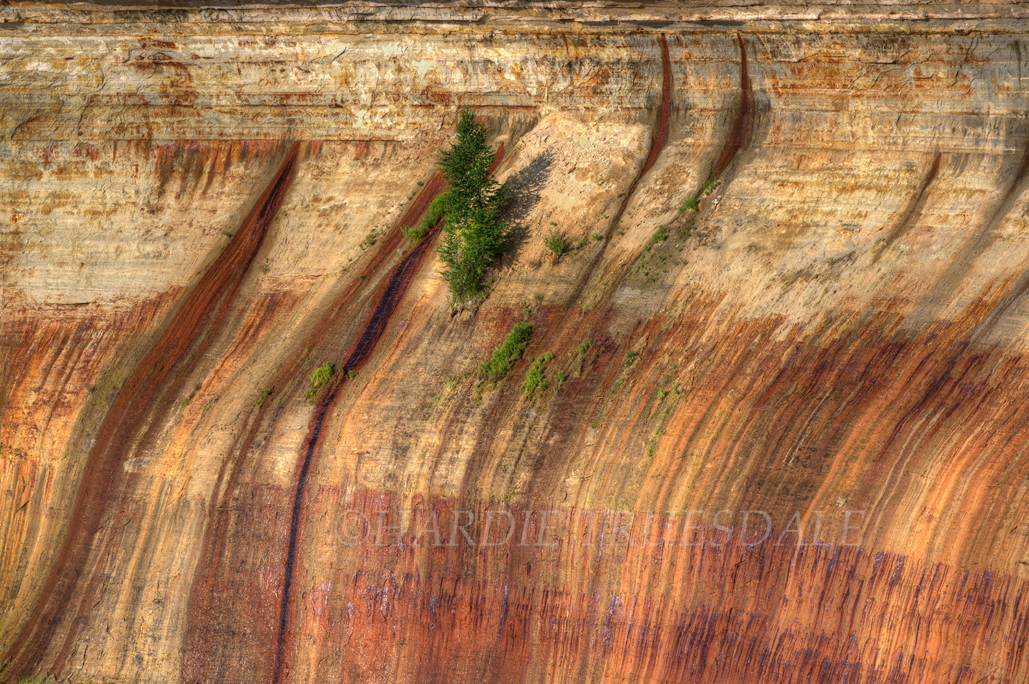  MI#040 "Tree and Cliff, Pictured Rocks Nat Lakeshore, Lake Superior" 