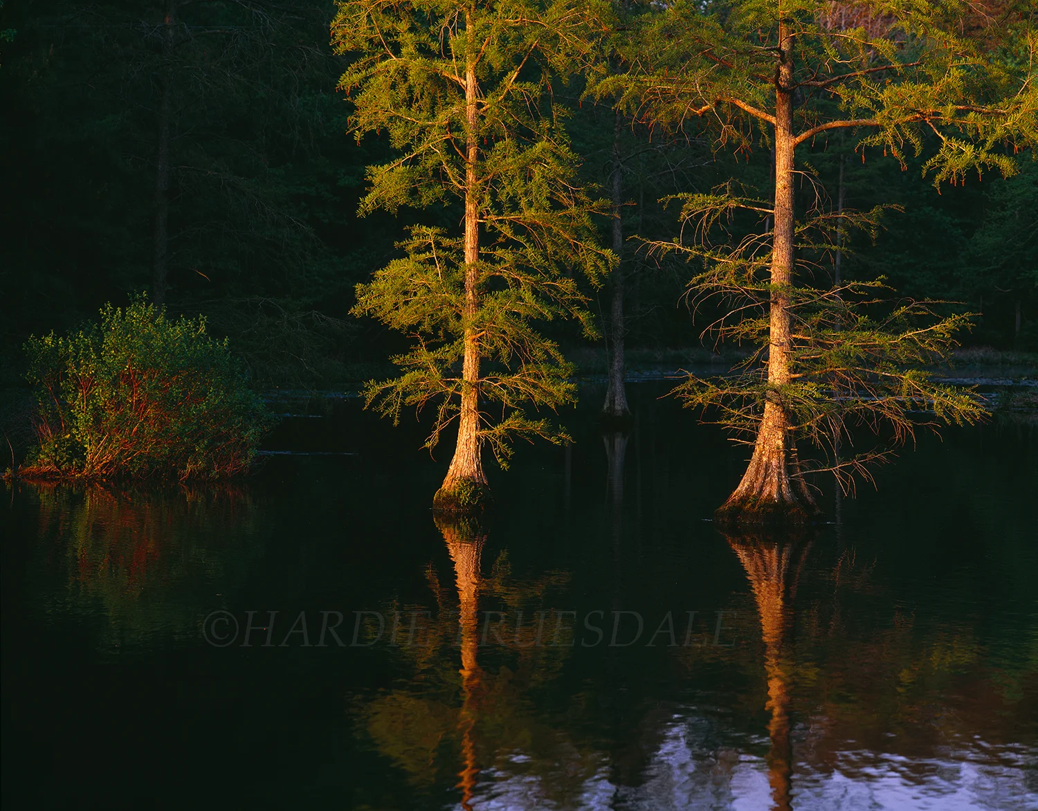 DE#017 "Bald Cypress, Trapps Pond State Park, DE"