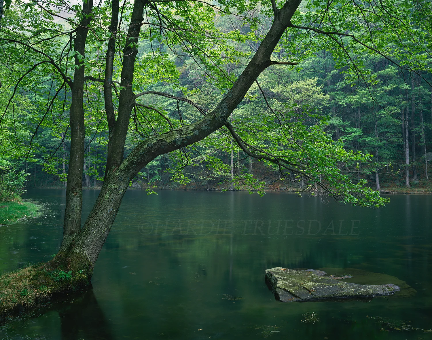 Cks#44 "Spring Tree, Devil's Tombstone Lake, Catskills"