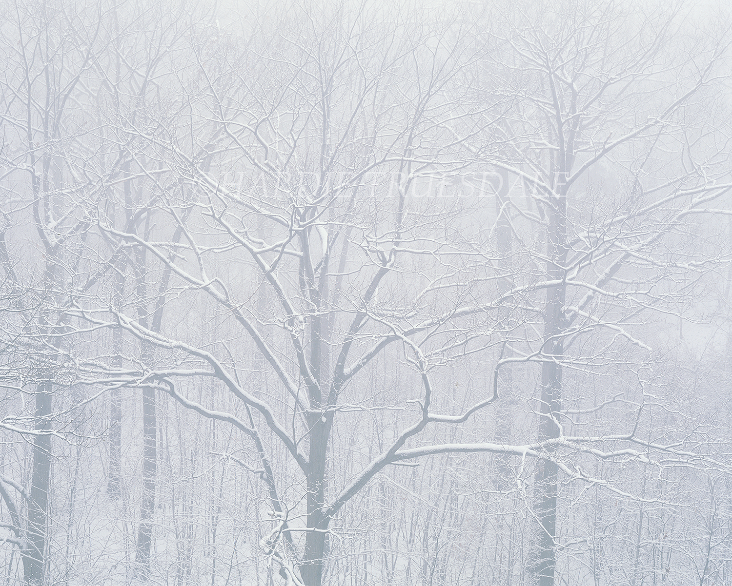  Gks#134 "Bonticou Snowstorm, Mohonk Preserve, NY" 