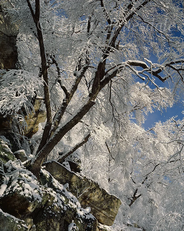 Gks#99 "Touch of Blue, Gift of Snow, Mohonk Preserve"