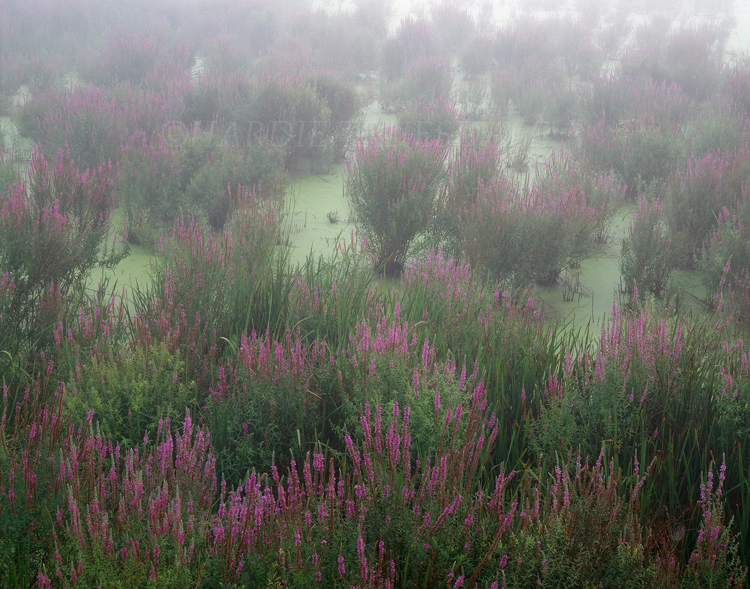 Gks#149 "Misty Loosestrife, Humpo Marsh"