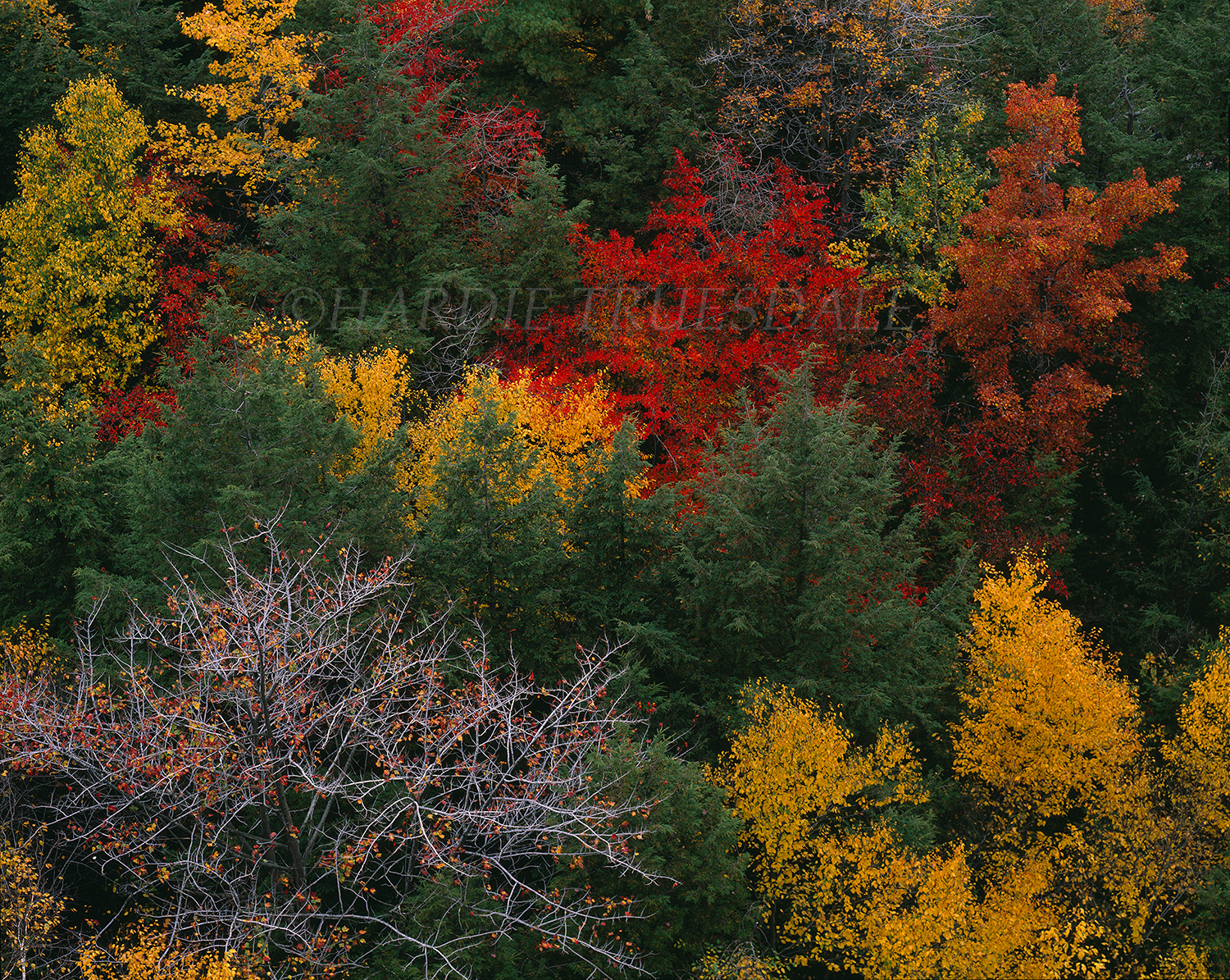  Gks#197 "Fall Trees, Minnewaska State Park" 