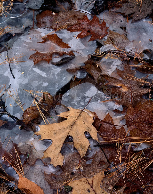 Gks#327 "Frozen Leaves, Mohonk Preserve"