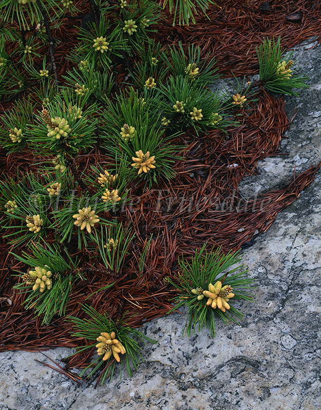  Gks#471 "Pitch Pine Buds and Quartz, Mohonk Preserve" 