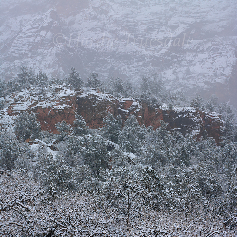 UT#098 Red Cliff Snowstorm, Zion National Park