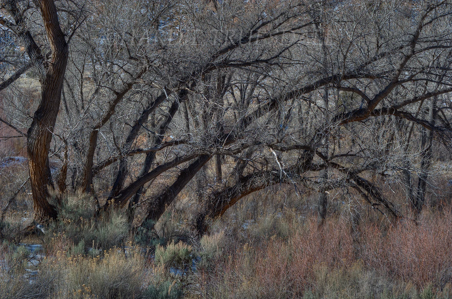 UT#123 "Bare Cottonwoods, Indian Creek, BLM Land"