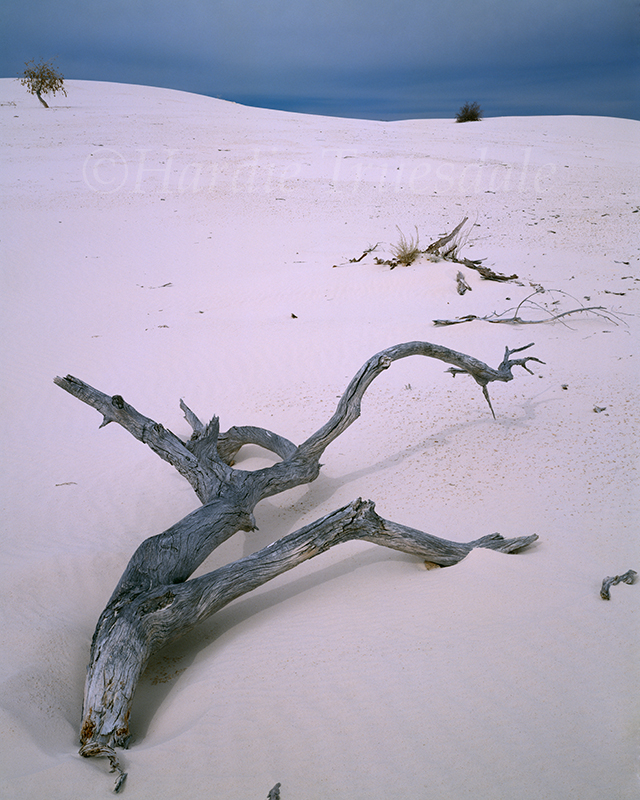 NM#003 Deadfall, White Sands National Monument, NM