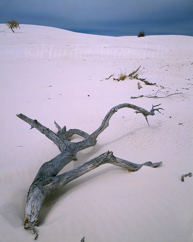NM#003 "Deadfall and White Sands, White Sands National Monument, NM"