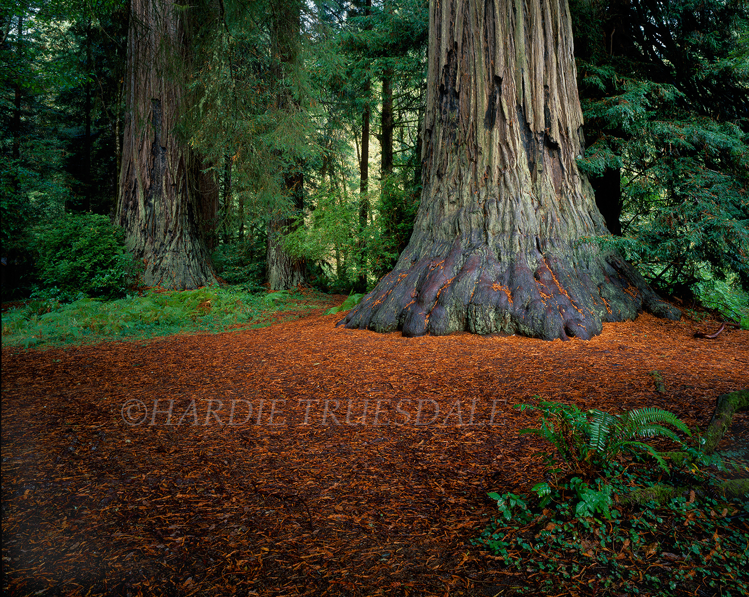  CA#028 "Big Foot, Prairie Creek Redwoods State Park, CA" 