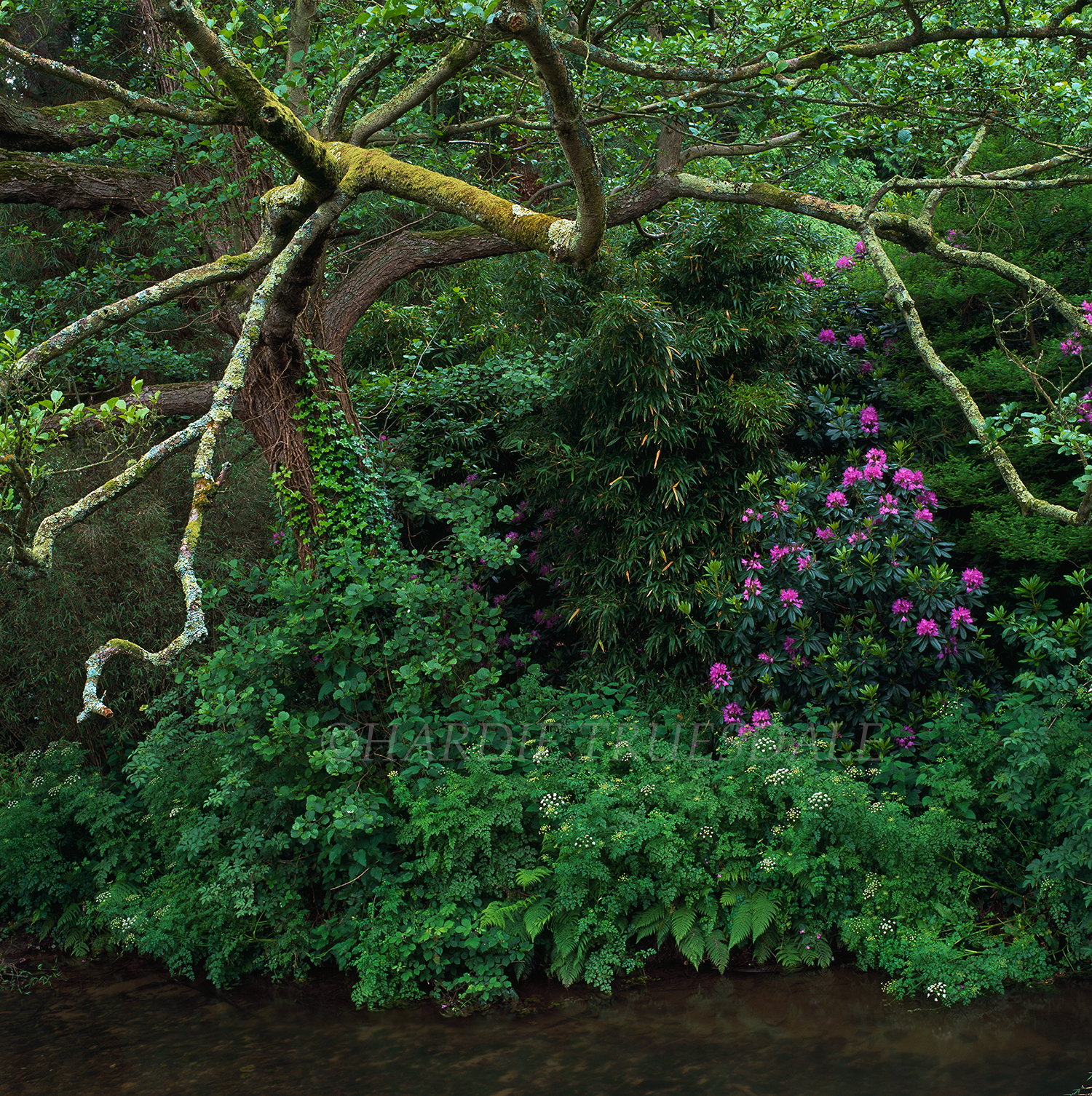  Eng#2 "Rhododendron", Dunster Castle Grounds, Exmoor National Park, England 