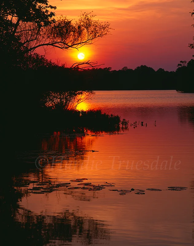 DE#014 "Trapps Pond Sunset, Trapps Pond State Park, DE"