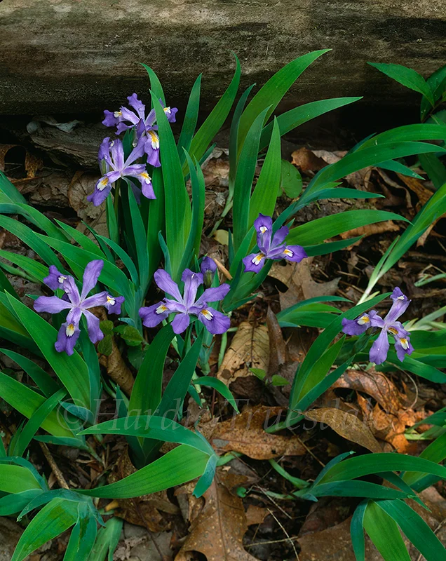 KY#005 "Crest Dwarf Iris, Red River Gorge National Recreation Area, KY"