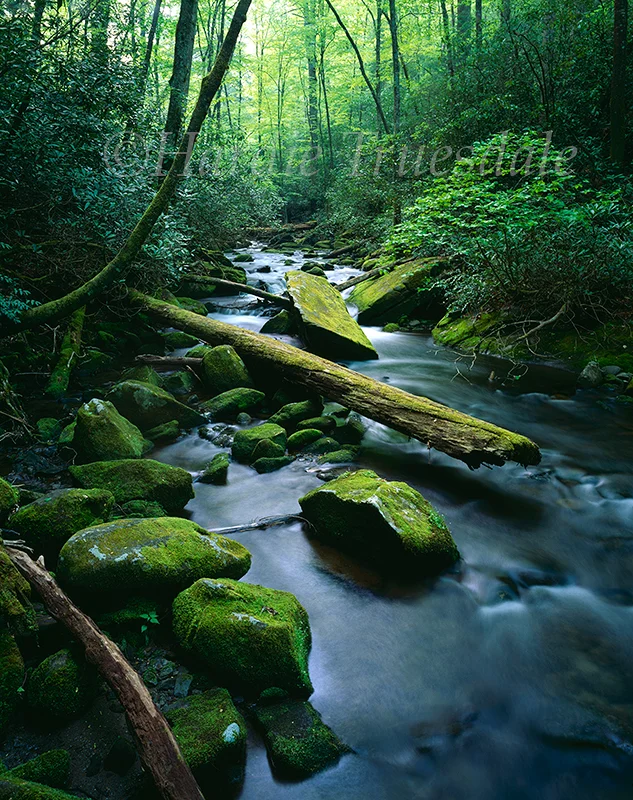 NC#010 "Spring Stream, Joyce Kilmer Memorial Forest, NC"
