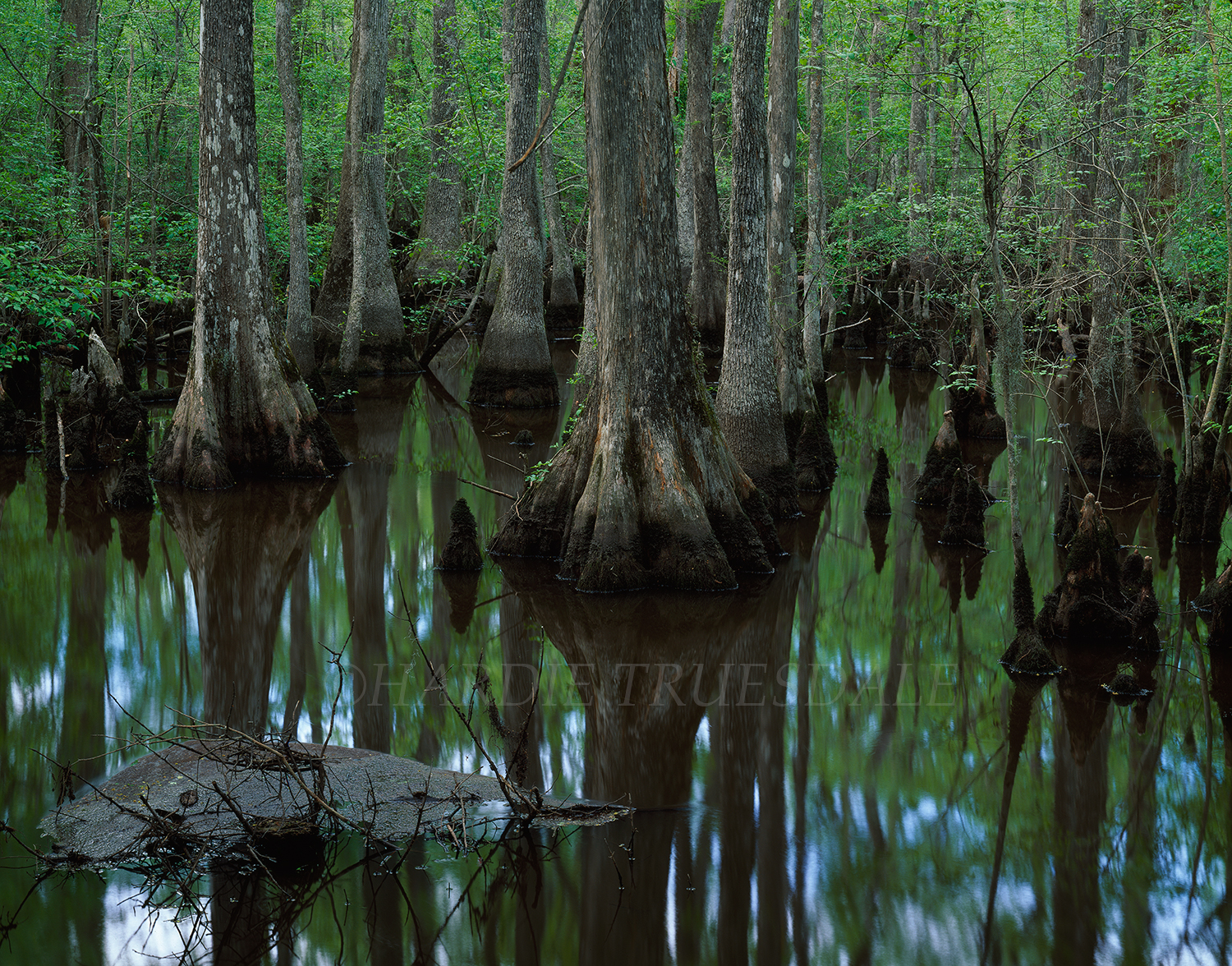 SC#003 Bald Cypress Swamp, Francis Biedler Forest, SC
