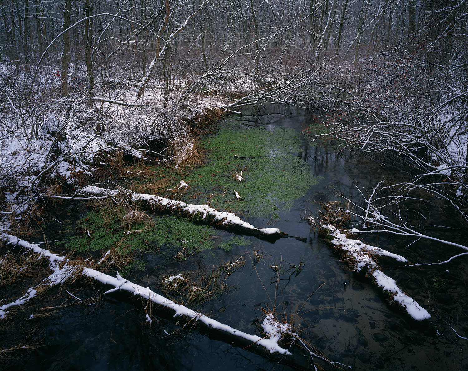  SNY#006 "Fresh Snowfall, Neversink Preserve, NY" 