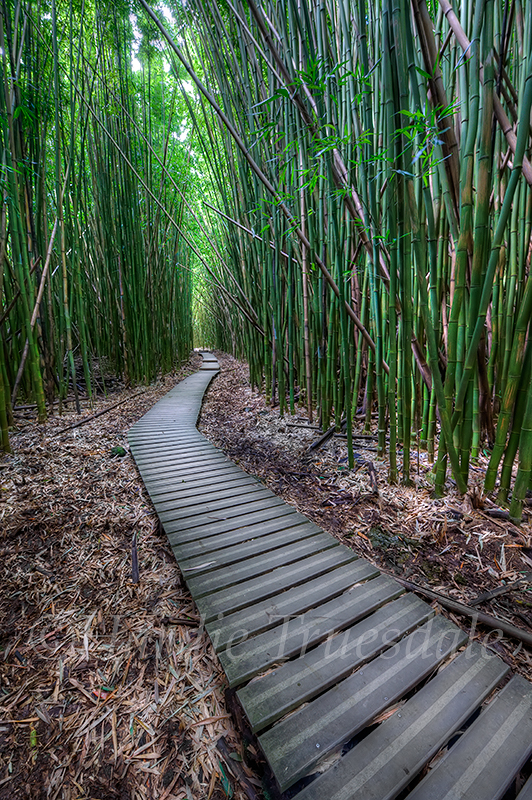  HI#054 " Walkway in Bamboo, Haleakala National Park, Maui, HI"  
