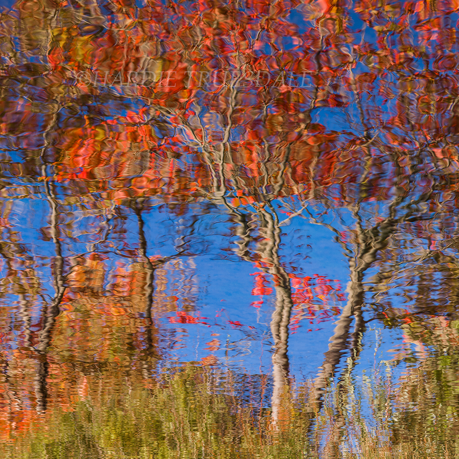  Cks#288 "Fall Trees, North Lake, Catskill Preserve" 