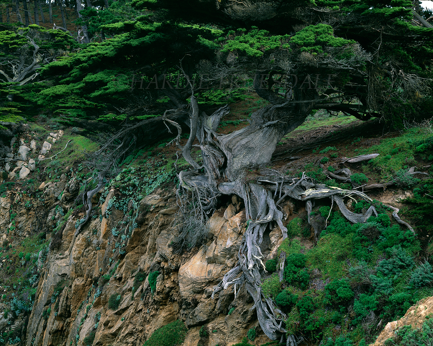  CA#012 "Old Veteran Cypress, Point Lobos State Reserve, CA" 