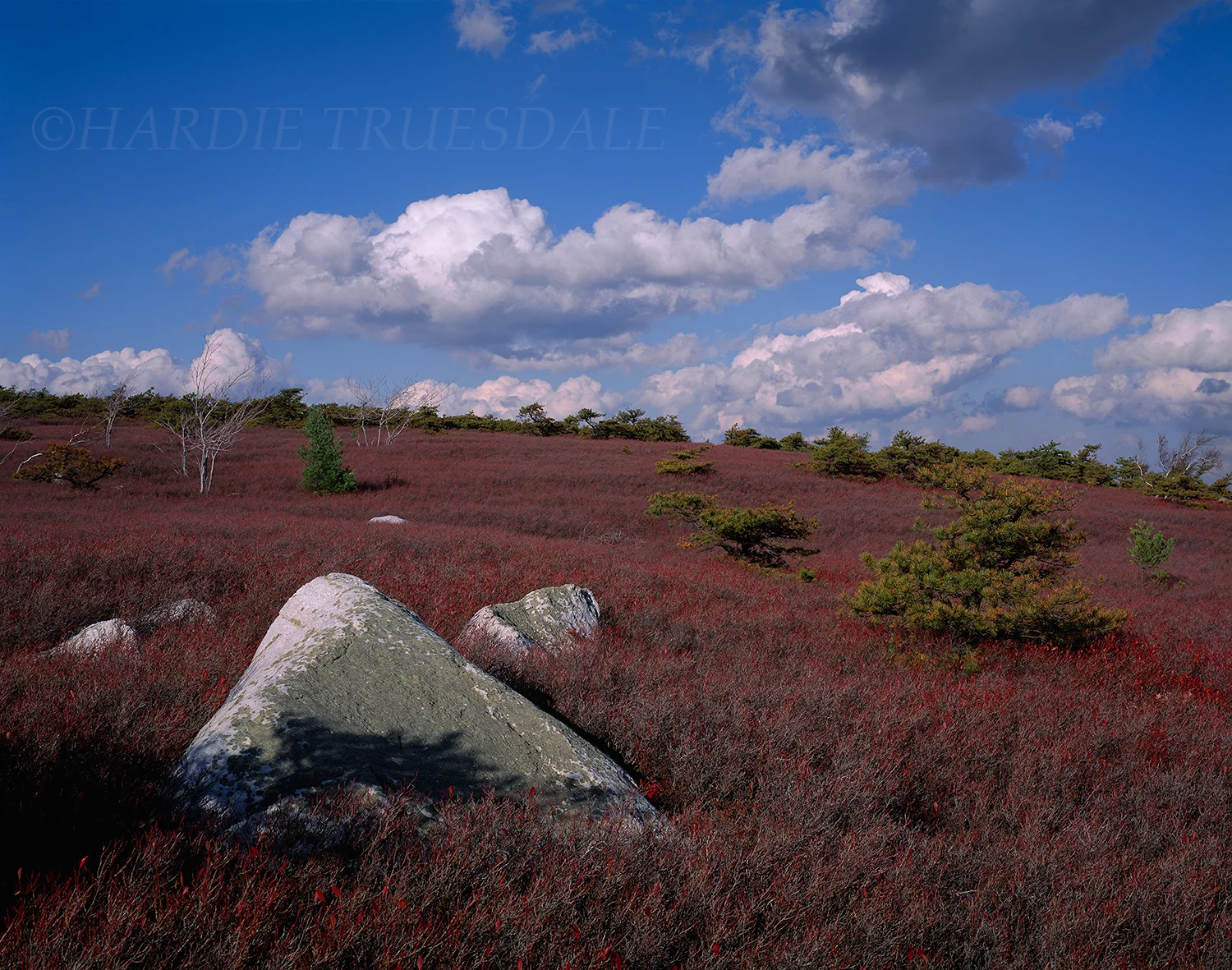 Gks#435 "Pitch Pine Barrens, Sam's Point Preserve, NY"
