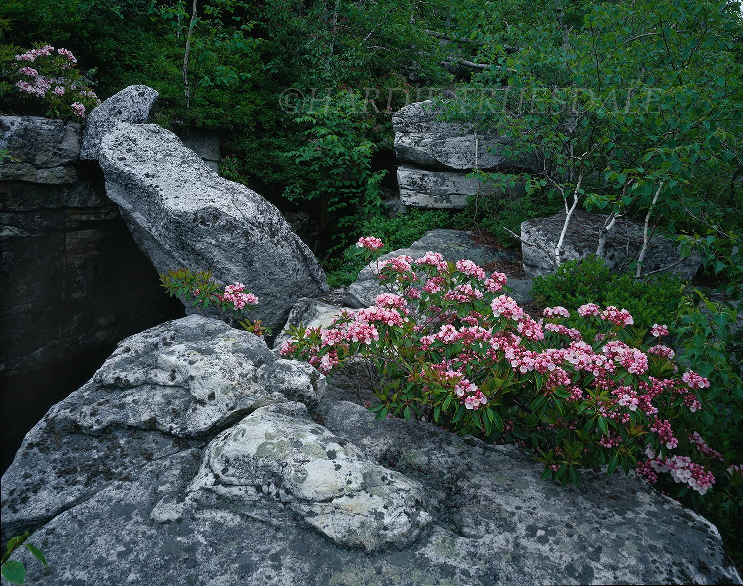 Gks#493 "Mtn Laurel, Sam's Point Preserve, NY"
