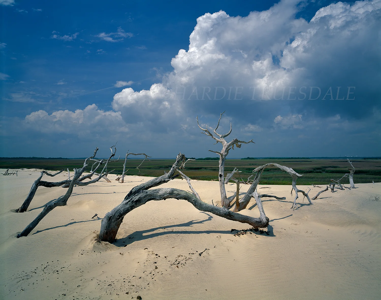 GA#001 "Cumberland Island National Seashore, GA"