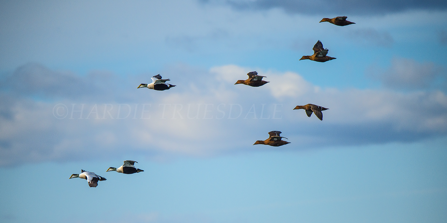  BrdNE#28&nbsp;"Common Eiders", Cape Cod, MA 