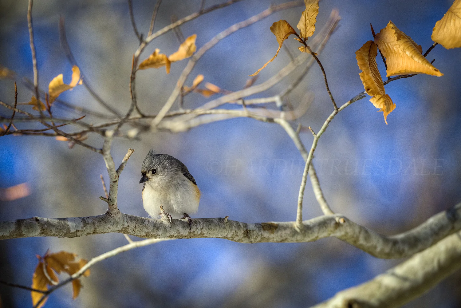  BrdNE#31 "Tufted Titmouse, Provincelands, Cape Cod National Seashore, MA 