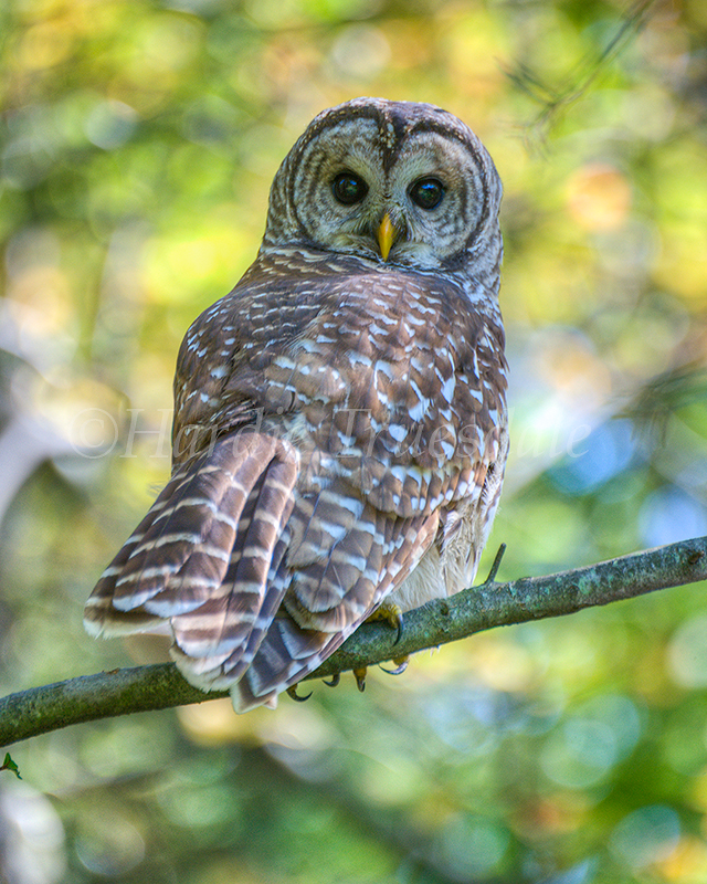  BrdNE#015 "Barred Owl", Ulster County, NY 