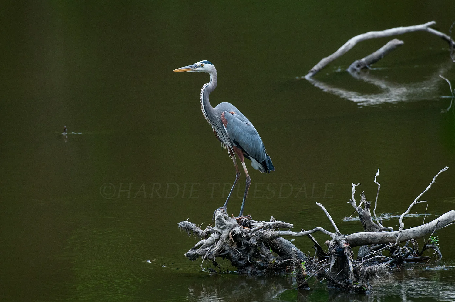  BrdNE#017 "Great Blue Heron", Ulster County, NY 
